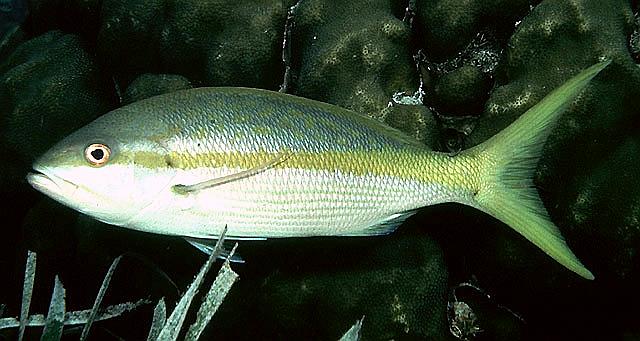 OCYURUS CHRYSURUS